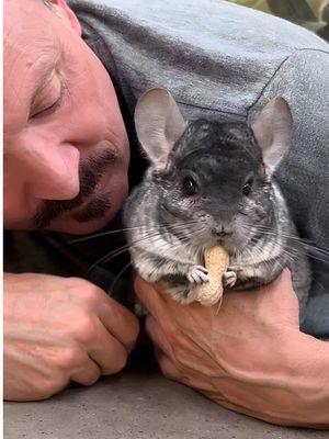 Chinchillas are the softest animal on the planet! • Chinchillas have the densest fur of any land animal, with over 80 hairs growing from a single follicle. • Tragically, that same fur nearly drove them to extinction. Millions were hunted, and today wild chinchillas are critically endangered. • Their fur is so dense that parasites like fleas can’t survive in it. • Instead of water baths, chinchillas keep clean with baths volcanic ash. • They are native to the Andes Mountains in South America. • They survive at elevations up to 16,000 feet. • Wild chinchilla populations are critically endangered due to hunting and habitat loss. Let’s protect them so these incredible creatures don’t disappear.