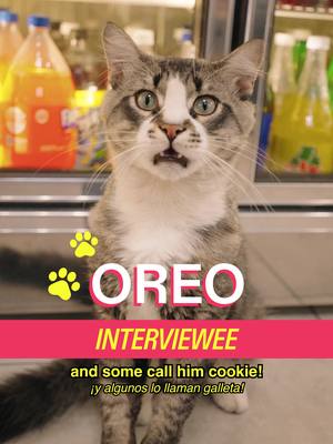 #DoorDashPartner Meet Oreo in Bed Stuy Support Hispanic-owned businesses like Mona Ayala year round - you can even order them on @DoorDash! Host: @MICHELLADONNA Producers: Sophia Peer & Drew Rosenthal DP: Cody Erickson Brand Producer: Christian Wallace Shriver Editor: Sean Fitzmaurice Graphic Designer: Alex Mi AE: Ryan Novak PA: Vivienne S A show by Mad Realities #shopcats #nyc #doordash #bodegacat