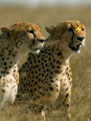 Do you want to see some real speed? Cheetahs are the world’s fastest land mammals, reaching speeds up to 70 miles per hour in short bursts. 🤯🐆 🎥: #TheWayOfTheCheetah