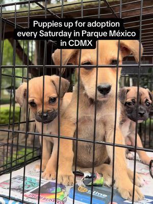 I fall in love every time I go to the park 🥲❤️🇲🇽 these guys are all in Parque México today! 🫶🏻 #parquemexico #condesa #cdmxlife #cdmxtiktok 