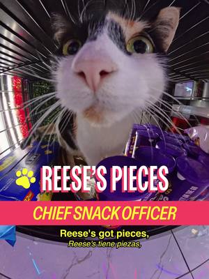 Meet Reeces Pieces in Washington Heights  Host: @MICHELLADONNA Producer/DP: Drew Rosenthal Editors: Sean Fitzmaurice & Drew Rosenthal Graphic Designer: Alex Mi  AE: Ryan Novak PA: Vivienne S A show by Mad Realities  #cat #nyc #shopcats #washingtonheights 