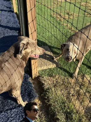 #Meme #MemeCut this weekend we had three silver labs at the same time, three golden retrievers, and two doodles. They all resembled each other but not all related. Crazy. 😆