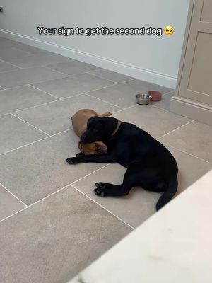 We are convinced getting our Labrador a year ago who is 1, has given our frenchie who’s 10 a whole new life. They are best friends, the play fight and they cuddle like this all day long 🥹❤️ #fyp #dog #Love #dogsoftiktok  