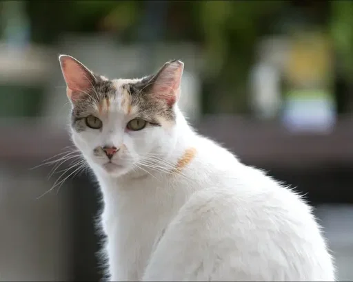 After weeks of searching, with thermal drones, video surveillance, and the help of the Richmond, VA community, Francine, the beloved cat of Lowe’s Store 1037, has been found safe and sound.   When Francine went missing in mid September, the store team and neighbors refused to give up. From humane traps to expert trackers, everyone worked together to bring her home. The search even stretched 85 miles away to a Lowe’s distribution center in North Carolina, where she was finally spotted on camera.   At 4 a.m., two Lowe's associates made the drive to reunite with her, and when Francine jumped into their arms, she let out one big meow, as if to say, “What took you so long?” For the team and community who never stopped looking, that moment said it all.    Welcome home, Francine, the legend, the mascot, and the heart of Store 1037 💙. 