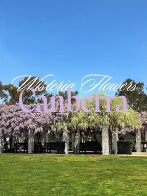 I can’t believe I’ve lived in 30 years and this is the first year I’ve experienced the Wisteria flowers at Old Parliament House. Definitely a must see over spring 🌸 📍 Old Parliament House Gardens  #canberra #thingstodocanberra #wisteriaflower #flowers #parliamenthouse 