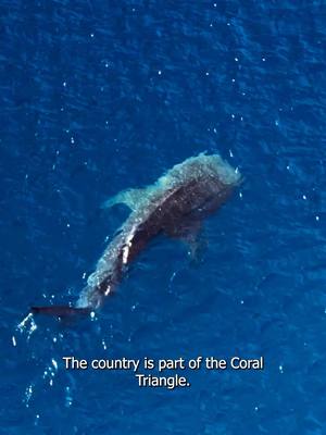 🪸Watch for a glimpse of the colorful marine life in the Philippines! Discover more facts about marine life in the Philippines with Tita Cheska and Dr. Theresa Mundita Lim of the ASEAN Centre for Biodiversity in this episode of Ask TITO and TITA. 🐋What underwater creature would you like to meet in the Philippines? Tell us below! ▶️ Watch the complete series of Ask TITO and TITA! Link in bio. #LoveThePhilippines #DOTPhilippines #BagongPilipinas #LoveTheDeep #DeepDive #BucketListPH #OceanLove