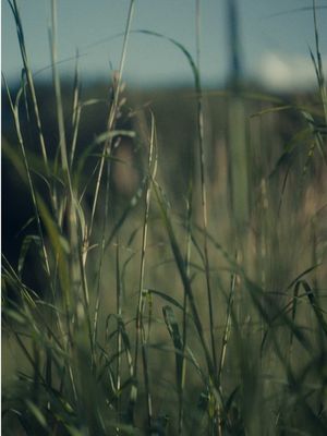 Our Northern Attitude Collection with Noah Kahan is available exclusively at L.L.Bean. Shop limited-edition L.L.Bean products specially created with Noah, inspired by the outdoors and ready for everywhere and everything, stick season to summertime. Shop the collection at www.llbean.com/northernattitude.