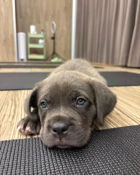What an unforgettable first weekend with this amazing community! The energy, the smiles, the puppy cuddles - we're still on cloud nine 🤍 But wait, there's MORE! This weekend Cane Corso pups will be joining us again, and you may know that we were previously sold out until November. BUT we’ve added more spots because you definitely need to see these little ones in person 🐾 Snag your tickets through the link in our bio! And here's the best part: We want to show our appreciation for all your support in Winnipeg, so we’re giving you an additional $10 off 🥹 🗓️ October 11th & 12th 📍 280 Fort St 🎟️ Link in bio See you there! 💖
