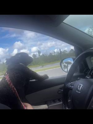 When the wind hits just right and life suddenly makes sense 🐾💨 Izzy: “No thoughts, just vibes… and maybe a stop for puppuccinos.” ☀️🐶💕 #DogOnDuty #PassengerPrincess #windinmyfur #doglife #PuppyAdventures 