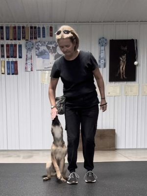 #CapCut #puppytraining #boardandtrains #boardandtrainprogramswork #greatdanepuppy /Malinois puppy 