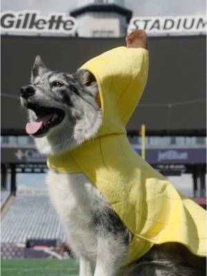 Gillette Stadium’s going Bananas August 28 & 29, 2026🍌 
