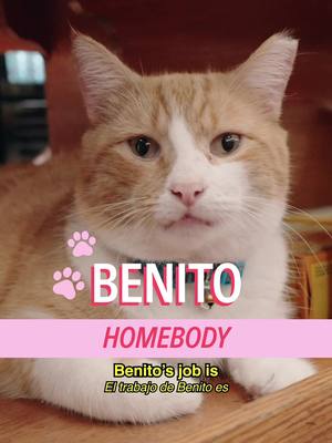 Meet Benito on the Upper East Side. He found his forever home in NYC and so can you, with StreetEasy 🐈💙 happy house hunting ! Host: @MICHELLADONNA  Producers: Sophia Peer & Drew Rosenthal DP: Cody Erickson Brand Producer: Christian Wallace Shriver Editor: Sean Fitzmaurice Graphic Designer: Alex Mi AE: Ryan Novak PA: Vivienne S A show by Mad Realities #shopcats #nyc #streeteasy #bodegacat