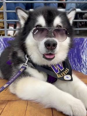 Happy camper 😎 #GoHuskies #huskysoftiktok #dog 