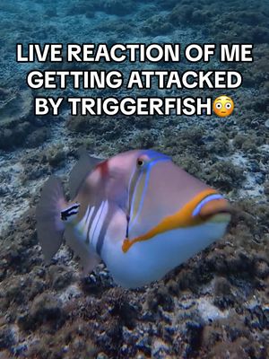 I’m CONVINCED the last Triggerfish purposely led me to the BIGGEST sea snake I’ve ever seen…😳🐍 #okinawa #japan #freediving #oceanlife #ocean 