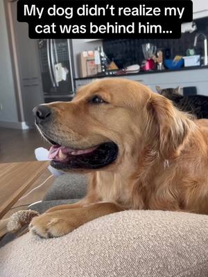 Doggo’s face when he realizes 😂😂😂 #RoadTo19M #Pubity  (@kris_and_shadow via Collab)