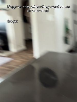 Dogs vs cats when they want some of your food. #fyp #humor #joke 