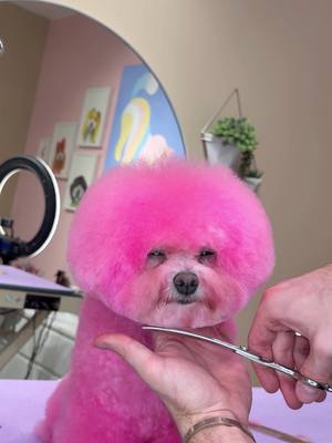 Our lil pink bichon #dogs #doggrooming #dogsbylogan 