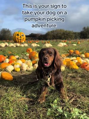 Pumpkin patch? More like pup-kin patch 🐶🎃 #butchersdogfood #dogfood #dogsoftiktok #halloween #dogtok 