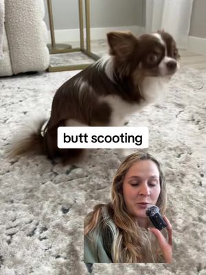 what to do if your dog is constantly scooting their butt?  👉 take them in to the vet as it could be related to intestinal worms! 👉 add a supplement to their diet that’s formulated to help with anal glad problems. WonderGland has higher fiber and therefore will be more effective at helping your pup.  #doghealth #dogtok 