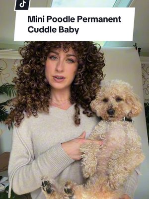 If you want a permanent cuddle baby…get yourself a mini poodle #poodlesoftiktok #minipoodle #cuddlebuddy #dogsoftiktok #doglover 