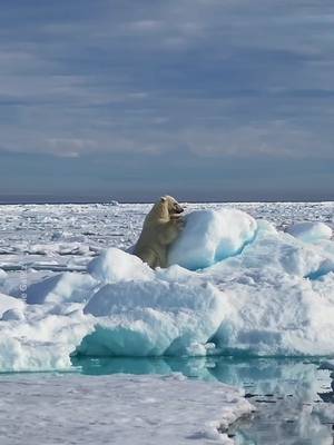 Sometimes you've just gotta frolic in the snow and have a good scratch 🐻‍❄️ Sliding on this ice might be too cold for us, but this polar bear—captured by Roie Galitz—has a thick coat of insulating fur and a layer of fat, helping it stay warm in the harsh conditions.