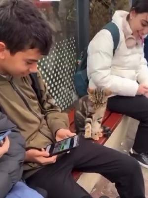 The way this cat tested out the little boy with his paw before climbing into his lap 🥹☺️ #cat 