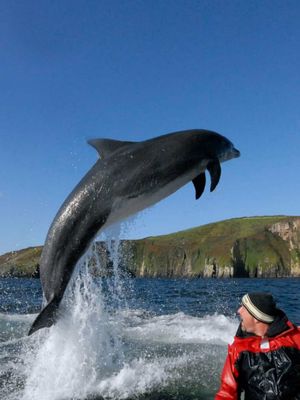 Remembering the dolphin that brought so much joy to Dingle🐬 Thank you @dingleseasafari for helping us to mark to occasion