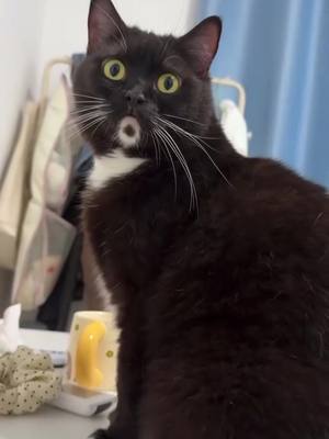 😮 😮 😮 #catsoftiktok 