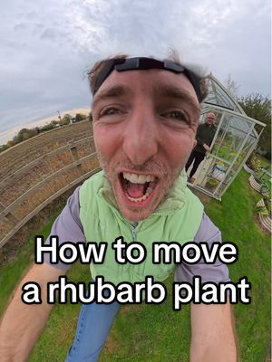 How to grow and move a rhubarb plant in your garden. 🪏 with the help with a sweet Anthony.