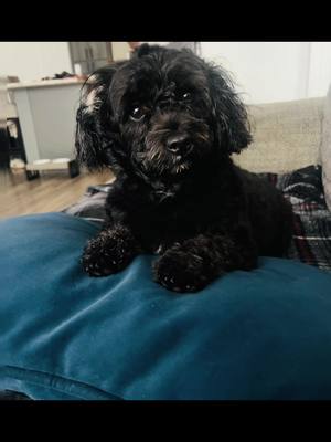 Currently accepting treats, compliments, and absolutely zero responsibility for any of my behavior. 🍖😂   #fyp #dogsoftiktok #fypシ゚viral  #dogmom 
