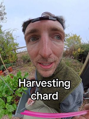 What’s a cut and come again crop? Let me harvest my chard from the garden and show you! 