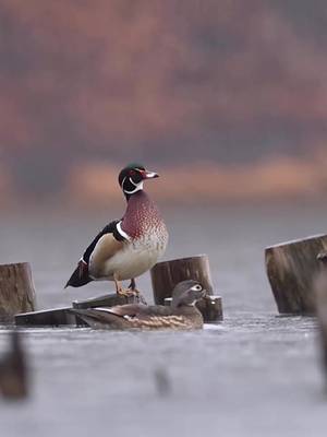 True love! 🎥: Abdul Aziz #waterfowl #ducks #animals #Outdoors