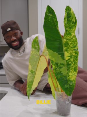 $400 for this Billie, and I regret nothing. Variegated plants don’t just need light—they need the right soil mix. Here’s the recipe I use for all my slow-growing, dramatic beauties: Potting mix 40% Orchid bark 25% Perlite 20% Sphagnum moss 10% (or coco coir if you live somewhere more humid) Charcoal 5% #plants #rareplants #soilrecipe #variegatedbillietiae