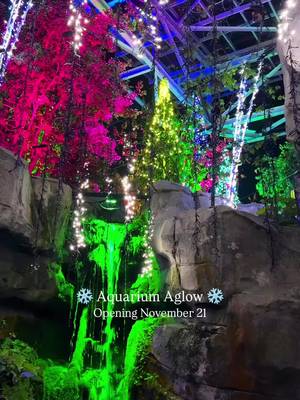 ✨ Experience Aquarium Aglow in Charleston ✨ See the South Carolina Aquarium after dark, transformed by thousands of holiday lights and colorful displays that create a one-of-a-kind Charleston experience. Stroll through glowing exhibits, enjoy festive food and drinks, and snap photos at immersive holiday stations surrounded by marine life. From the sea turtle recovery area to the Great Ocean Tank, every part of the Aquarium is filled with seasonal charm and fun for all ages. Don’t miss Scuba Claus as he dives into the Carolina waters to greet guests and spread cheer beneath the surface. Aquarium Aglow opens November 21 and runs through the holiday season, offering one of Charleston’s most unique family-friendly events on the waterfront. 🎅 A Charleston Holiday Tradition Perfect for locals and visitors alike, Aquarium Aglow combines the beauty of the Lowcountry with the magic of the holidays. Plan your visit to the South Carolina Aquarium and experience Charleston’s holiday lights in a way you’ve never seen before. 🌊✨