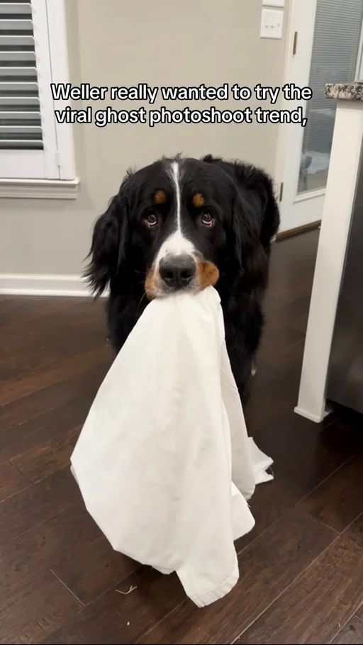 Every hauntingly adorable ghostie boy needs an emotional support ghostie friend🥹🖤👻