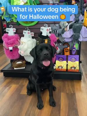 What is your pet being for Halloween? Come check out our selection for everything you need for your pet-friendly spooky party! 🎃