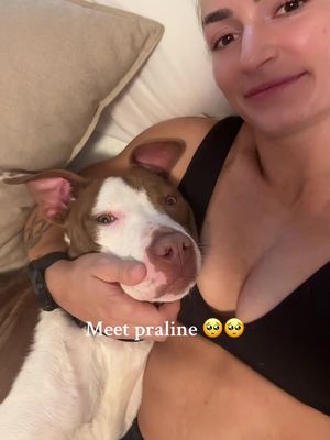 Praline is hanging out with me overnight from @Friends of MACC 🥹 Did you know you can take a dog out for a day, overnight, or even a weekend to test out fostering?? It gives dogs like premium a chance to decompress, and it gives a shelter more information on how they act in the real world. 💙💙💙