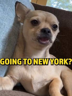 NEW YORK!! October 30 in Manhattan + November 1 in Brooklyn. 🎟️ @ punchup.live/rickglassman. Come watch the hour I’m working on for my special. RICKY’S ON THE LOOSE Tour 🗓️ December 12–13 • Las Vegas, NV 🗓️ Jan 9–11 • Phoenix, AZ 🗓️ May 1–2 • Cleveland, OH ✨ MORE CITIES COMING SOON ✨ Get notified when I’m coming to your city: punchup.live/rickglassman/follow