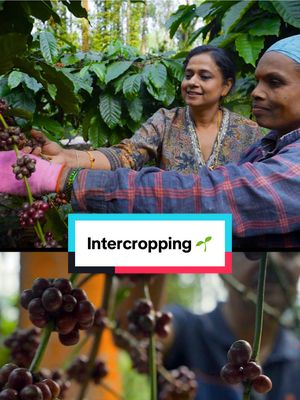 Geetha, a third-generation coffee farmer from India, practices intercropping 🌱 (growing other plants alongside her coffee), with support from Nestlé agronomists. This helps boost biodiversity, improve soil health, and diversify her income.