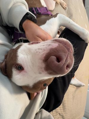 💙ADOPT PRALINE💙 📍@Friends of MACC NASHVILLE TN   she goes back to the shelter today, so I need somebody to take her in instead😭😭  Currently accepting applications for professional snuggler. 🥰 Loves walks, baths, snacks, and pressing her face into you for attention. Basically… perfect She’s 10 months old, and I haven’t heard her bark ONCE.  (Although I’m sure it’s coming 😂), we passed by a cat this morning and she just looks confused by what it was but had zero prey drive, and she’s super dog friendly!!!🥹 #Tennessee #adoptdontshop #shelterdog 