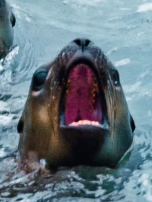 水溫13度你敢挑戰嗎？祕魯利馬小眾行程分享 #peru #sealion 