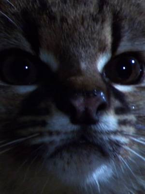 It's about half the size of a house cat, but what the Kodkod lacks in stature, it makes up for in agility 🐈 🎥: #WildChile