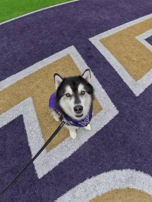 POV: you’re peanut butter #GoHuskies #CollegeFootball #dogsoftiktok #husky 