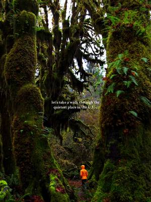 welcome to the Hoh Rainforest… #hohrainforest #olympicnationalpark 
