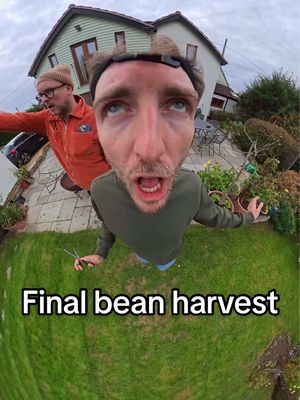 It’s time to harvest our final garden beans. What feast shall lay before us (if we go to the supermarket).