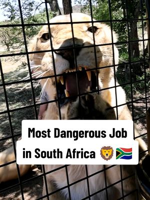 Most Dangerous Job in South Africa 🦁🇿🇦 #lion #safari #dangerous #southafrica #travel 