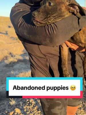 Heartbreaking but so grateful we found them! ❤️ #dogsoftiktok 