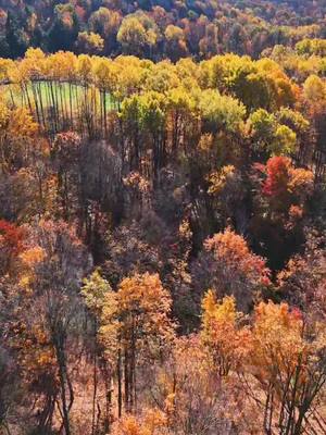 Mini 4 Pro b-roll. Upstate NY Fall Vibes - Changing of the leaves #fallvibes #fall #mini4pro #fypage #contentcreator 