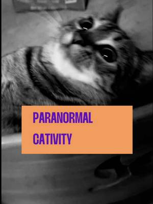 Is it a ghost or a cat with the zoomies at 3 am? 👻🐱