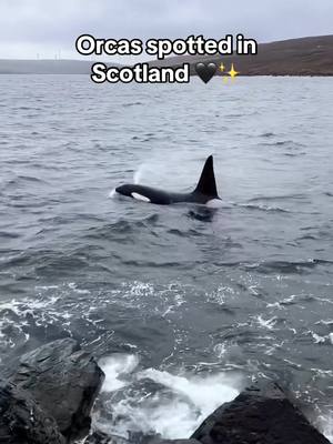 Did you know that Shetland is one of the best places in the UK to spot whales & dolphins?! 🐋🐬 Although sightings are more common in the summer months, they can still be spotted year round! ✨ 📍 @Promote Shetland 🎥 IG/fayesherlockwild ⚠️ If you’re lucky enough to encounter our marine life, please keep a respectful distance to avoid disturbing them. #Scotland #VisitScotland #ScotlandExplore #ScotlandTravel 
